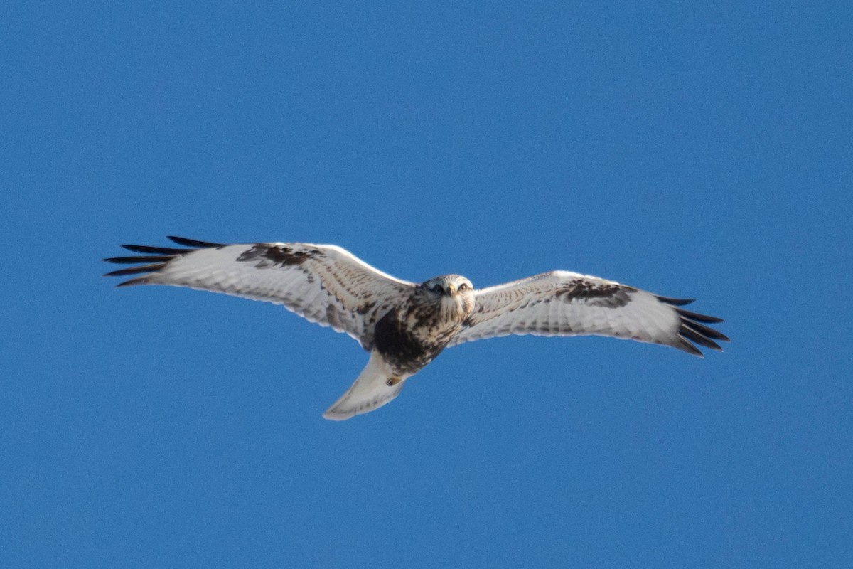 Зимняк - ML647066930