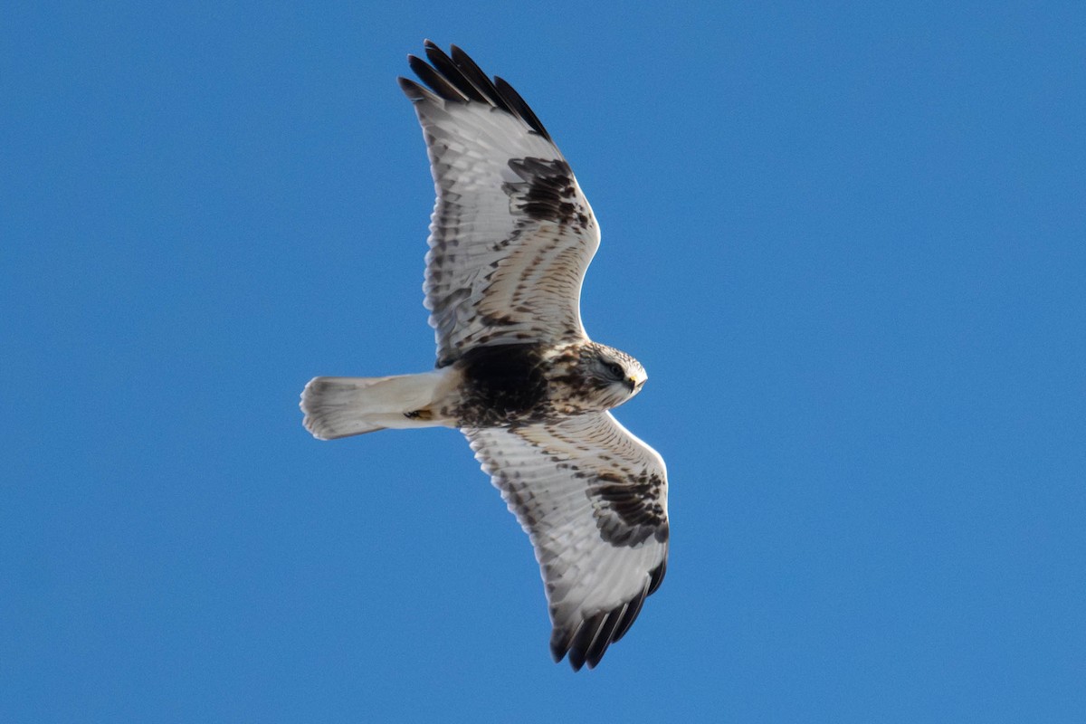 Зимняк - ML647066931