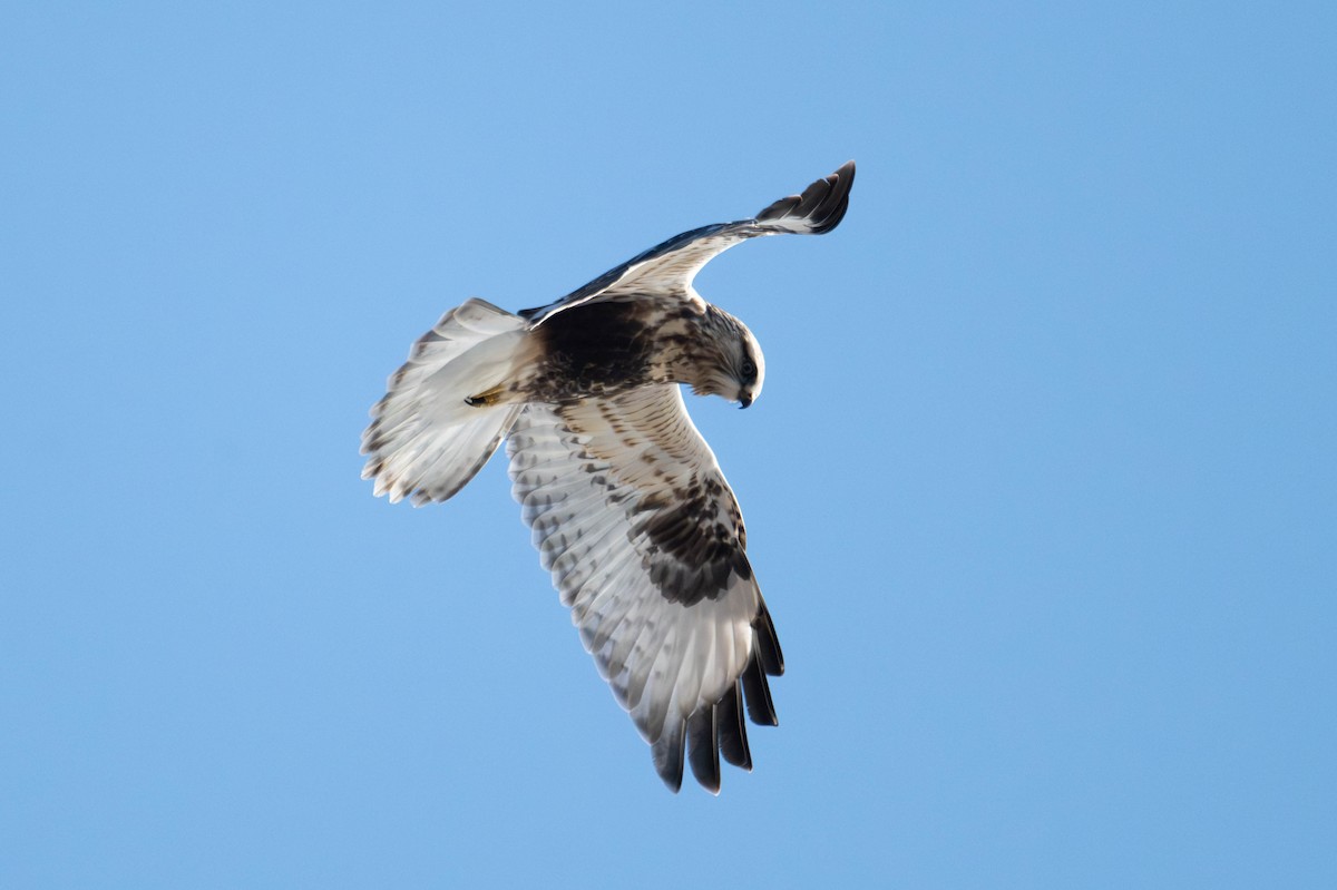 Зимняк - ML647066932