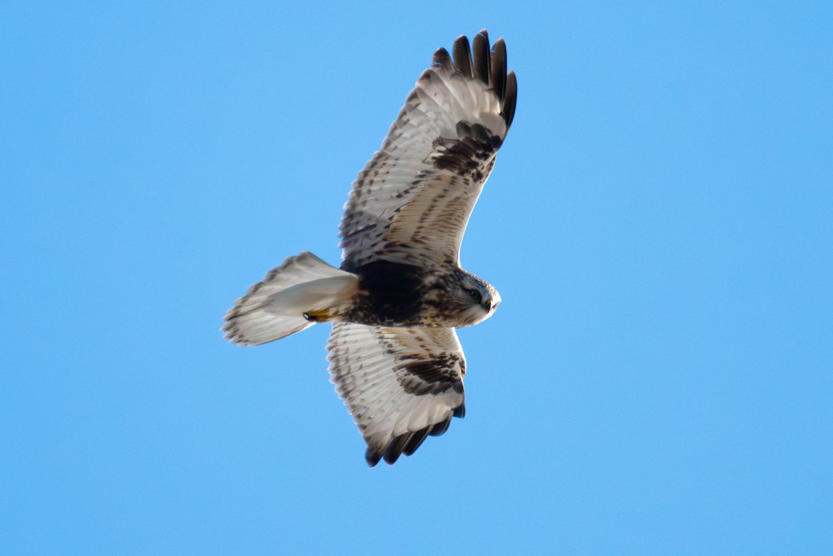 Зимняк - ML647066933