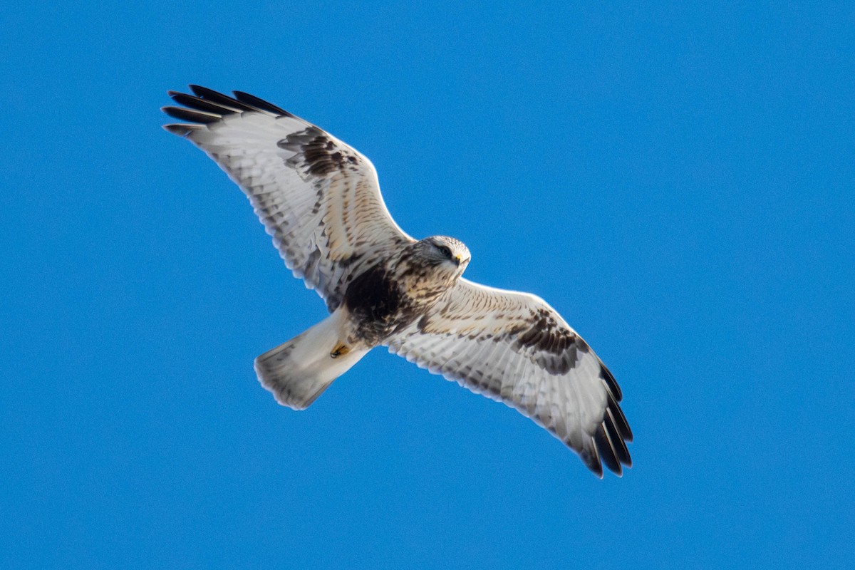 Зимняк - ML647066934