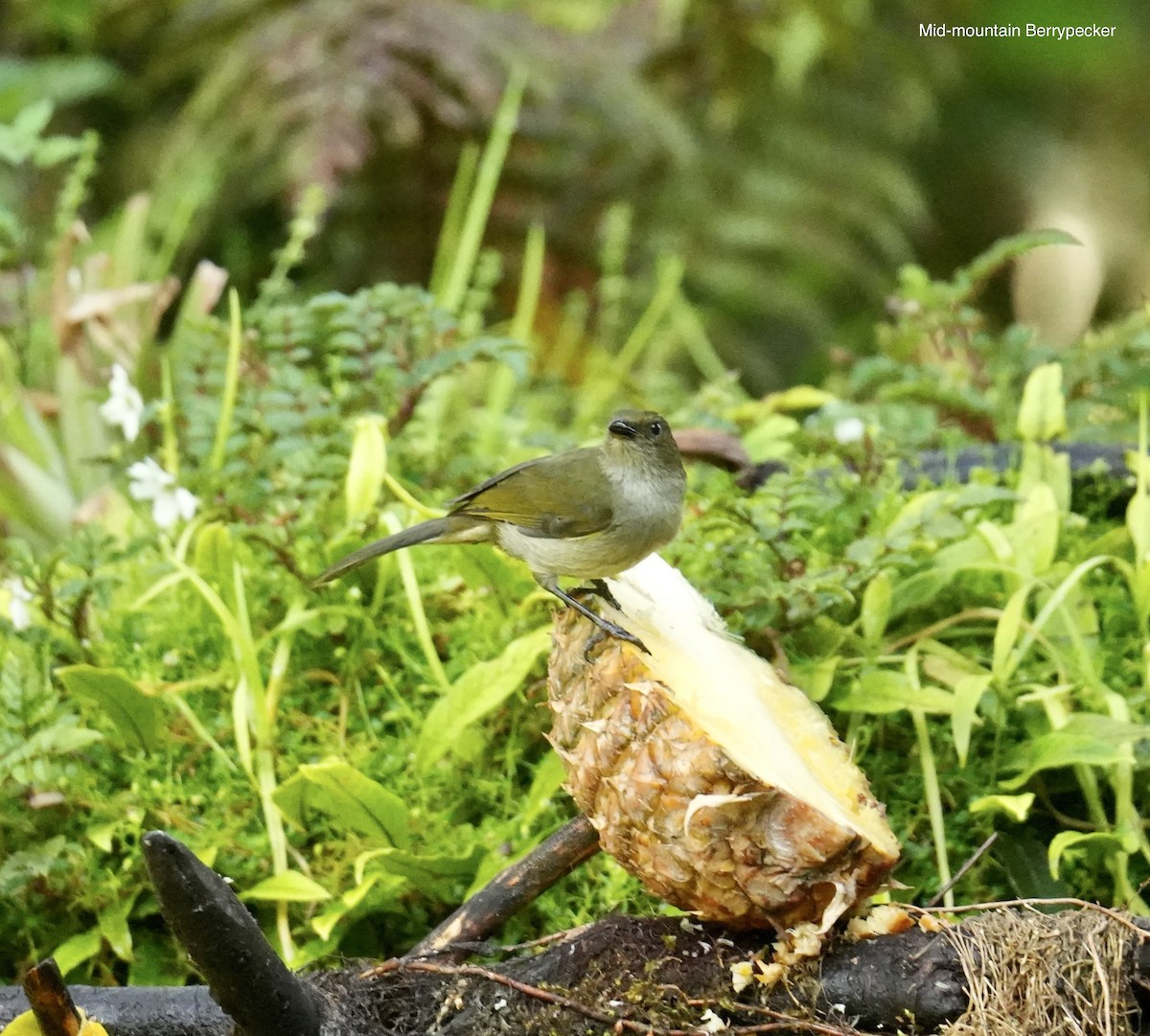 Mid-mountain Berrypecker - ML647066935