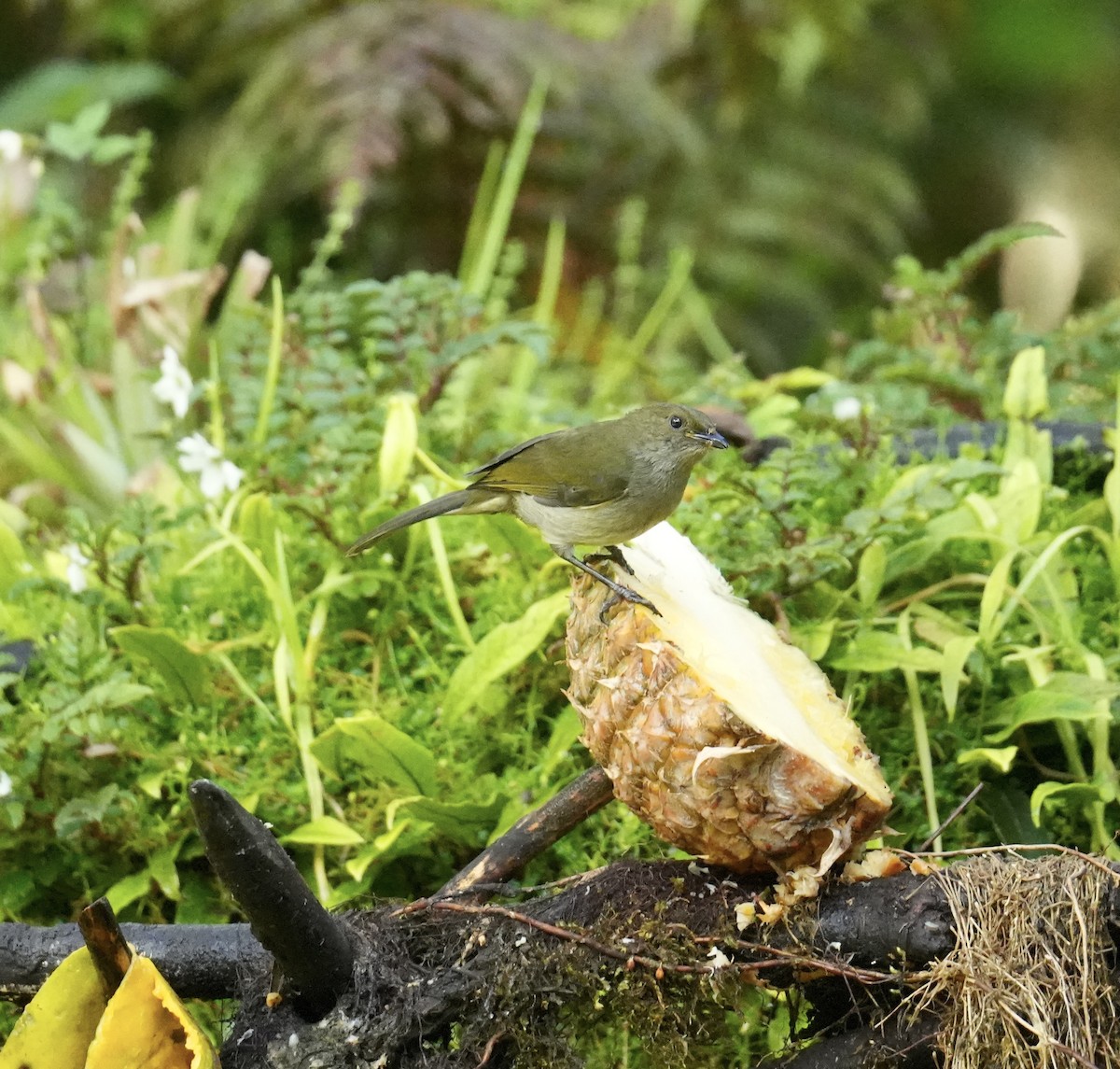 Mid-mountain Berrypecker - Phyllis Weintraub