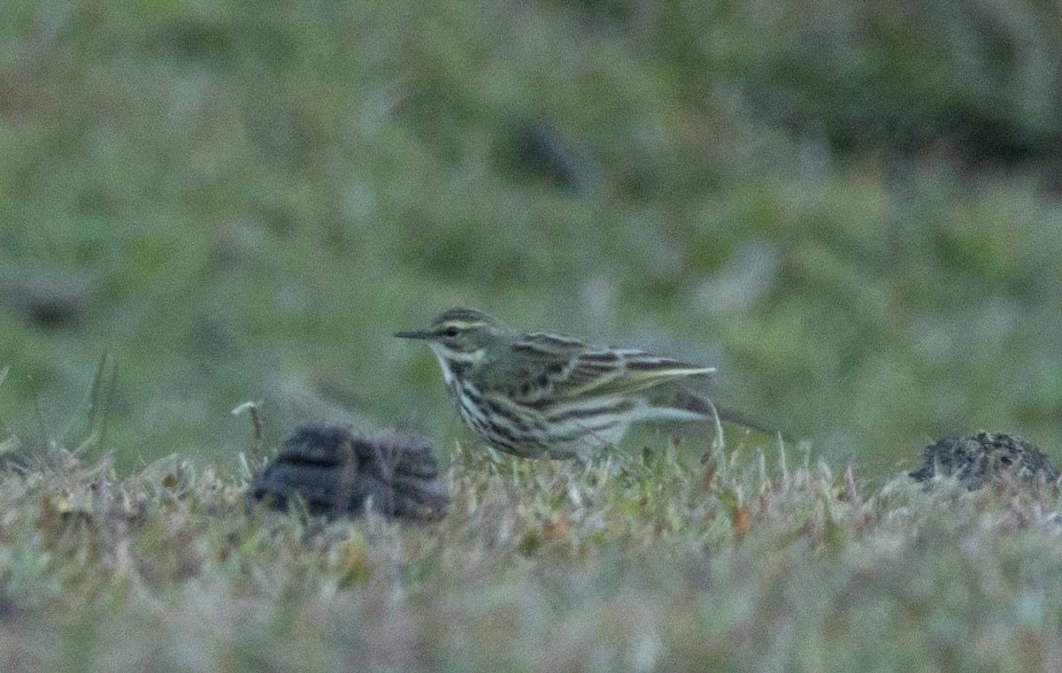 Rosy Pipit - ML647066945