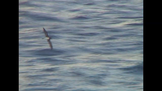 buřňák tahitský - ML647066948