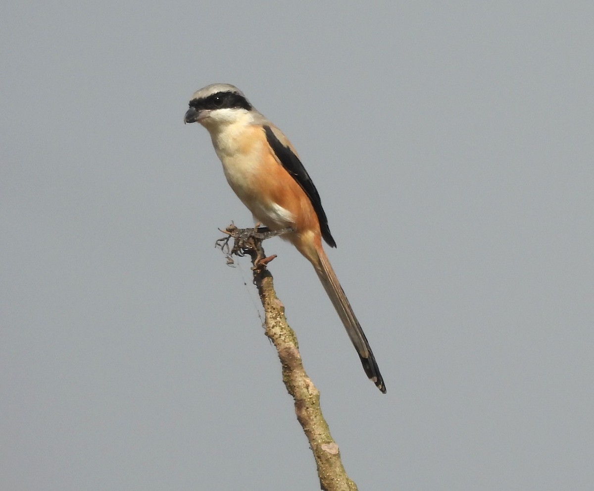 Antzandobi isats-luzea - ML647066950