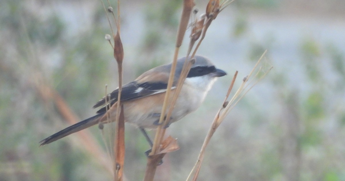 Antzandobi isats-luzea - ML647066951