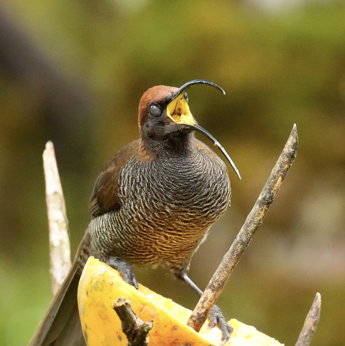Brown Sicklebill - ML647066954