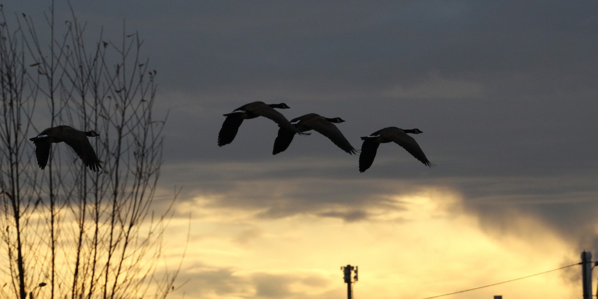 Canada Goose - ML647066965