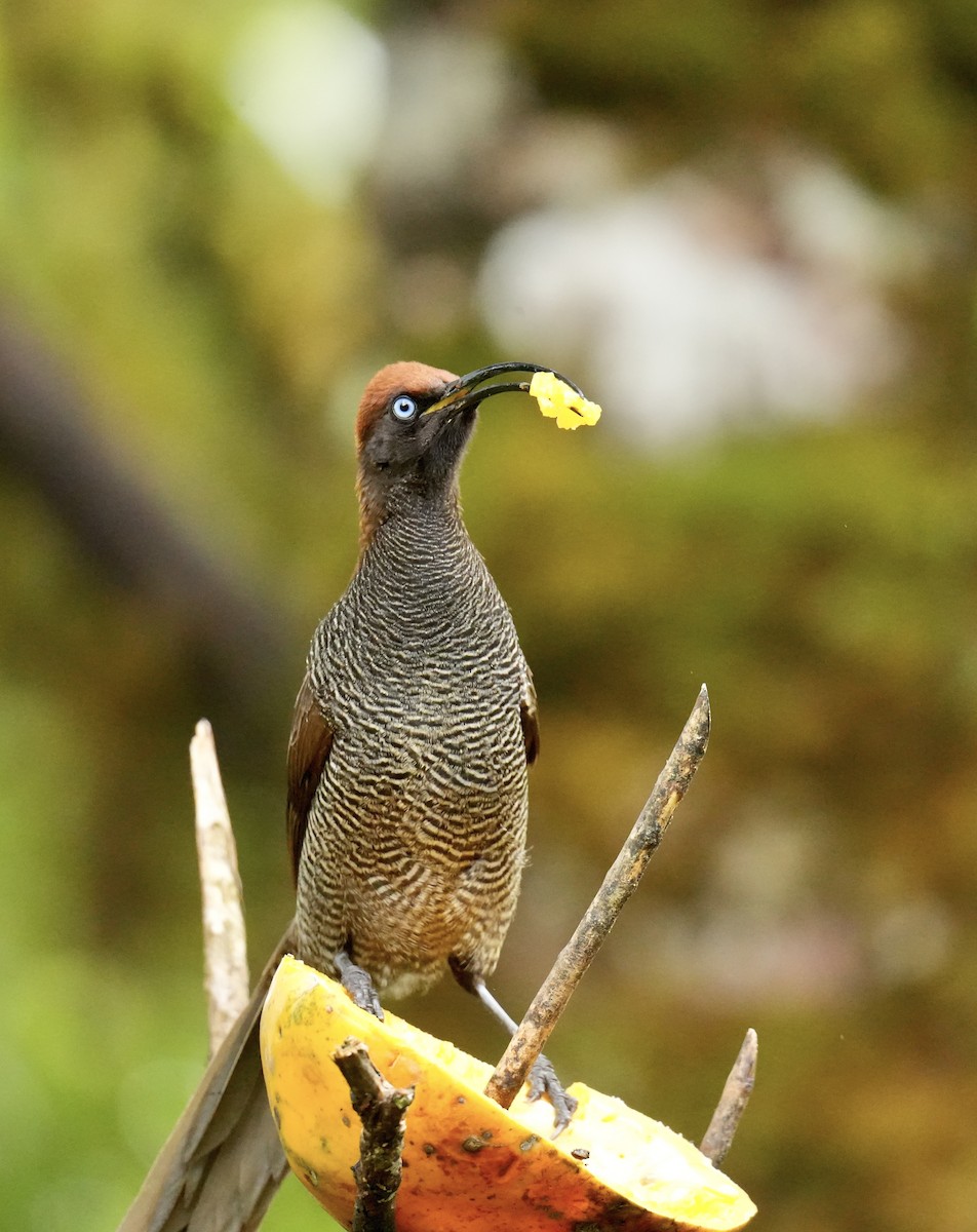 Brown Sicklebill - ML647066969