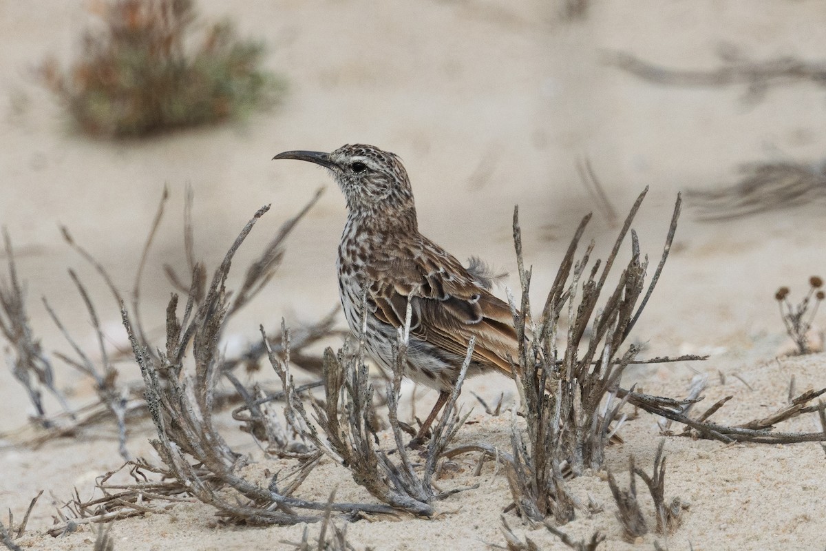 Cape Long-billed Lark (Cape) - ML647066970