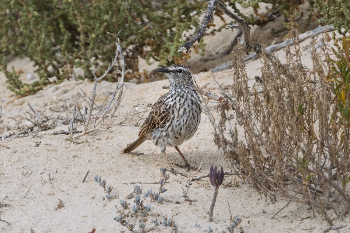 Cape Long-billed Lark (Cape) - ML647066971