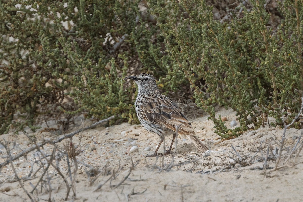 Cape Long-billed Lark (Cape) - ML647066972