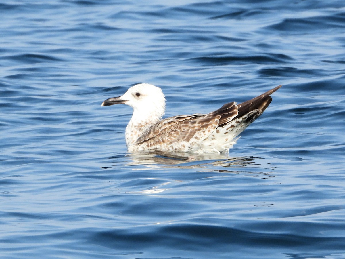 Gaviota Sombría - ML647066984