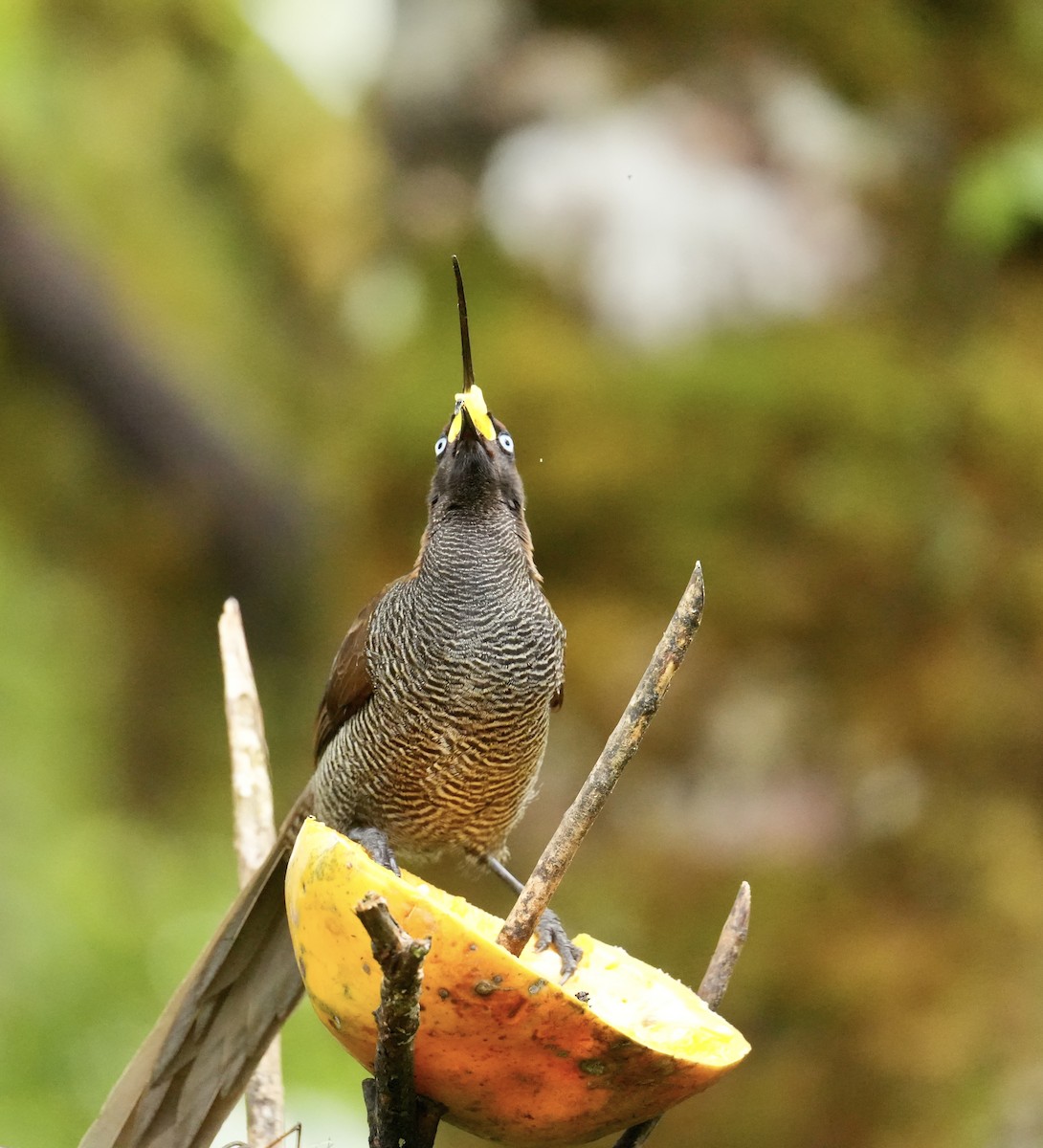 Brown Sicklebill - ML647066988