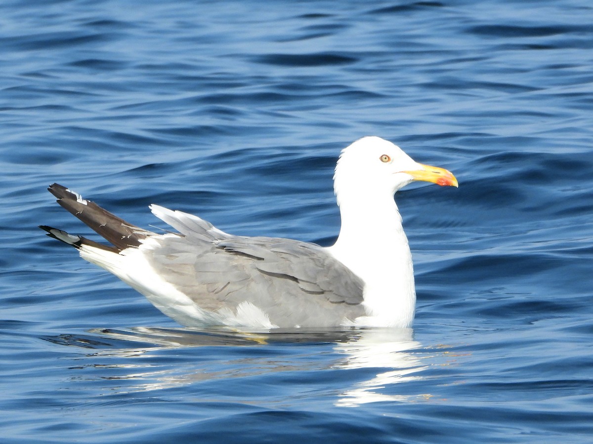 Gaviota Sombría - ML647066999