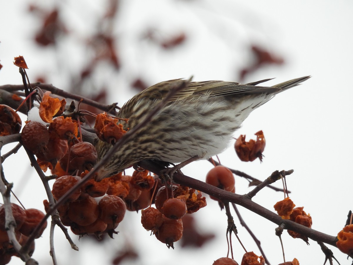 Cassin's Finch - ML647067001