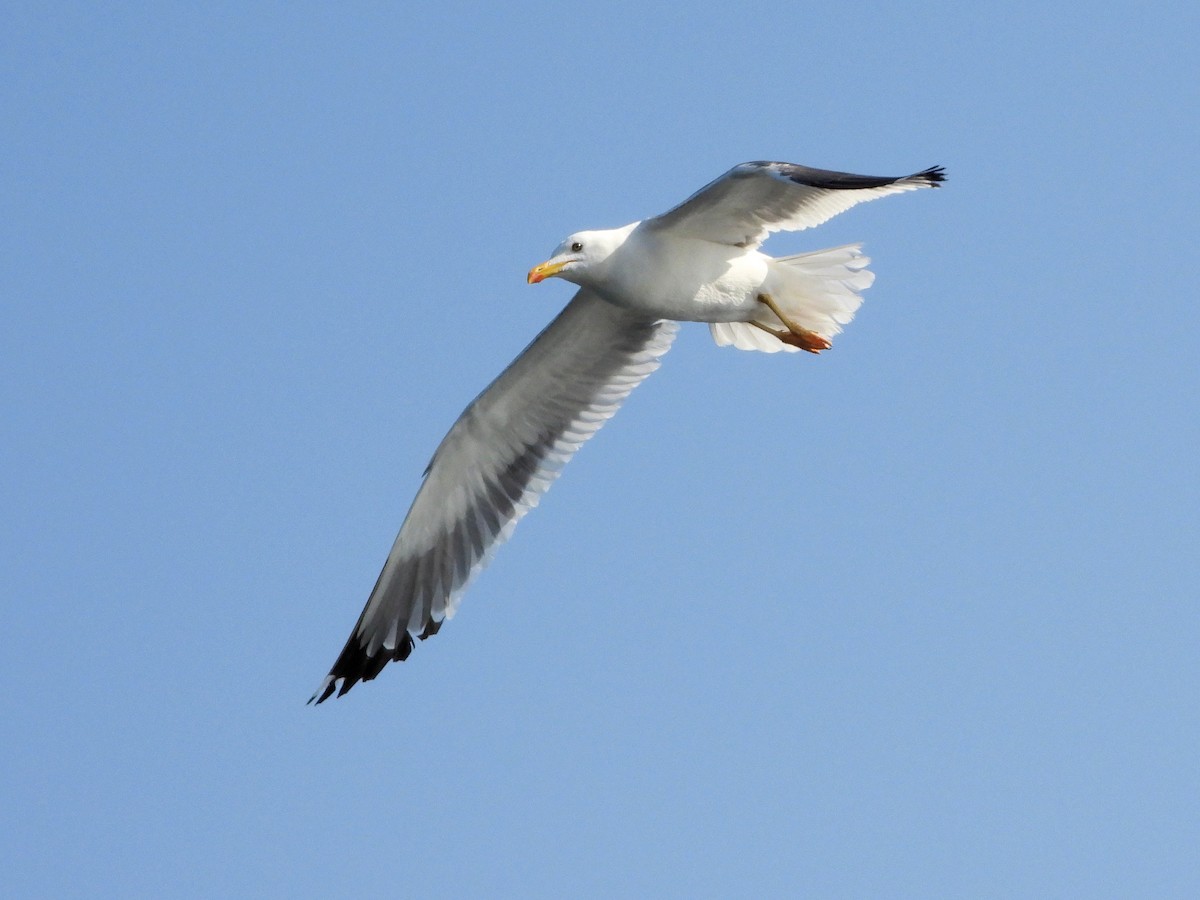 Gaviota Sombría - ML647067005