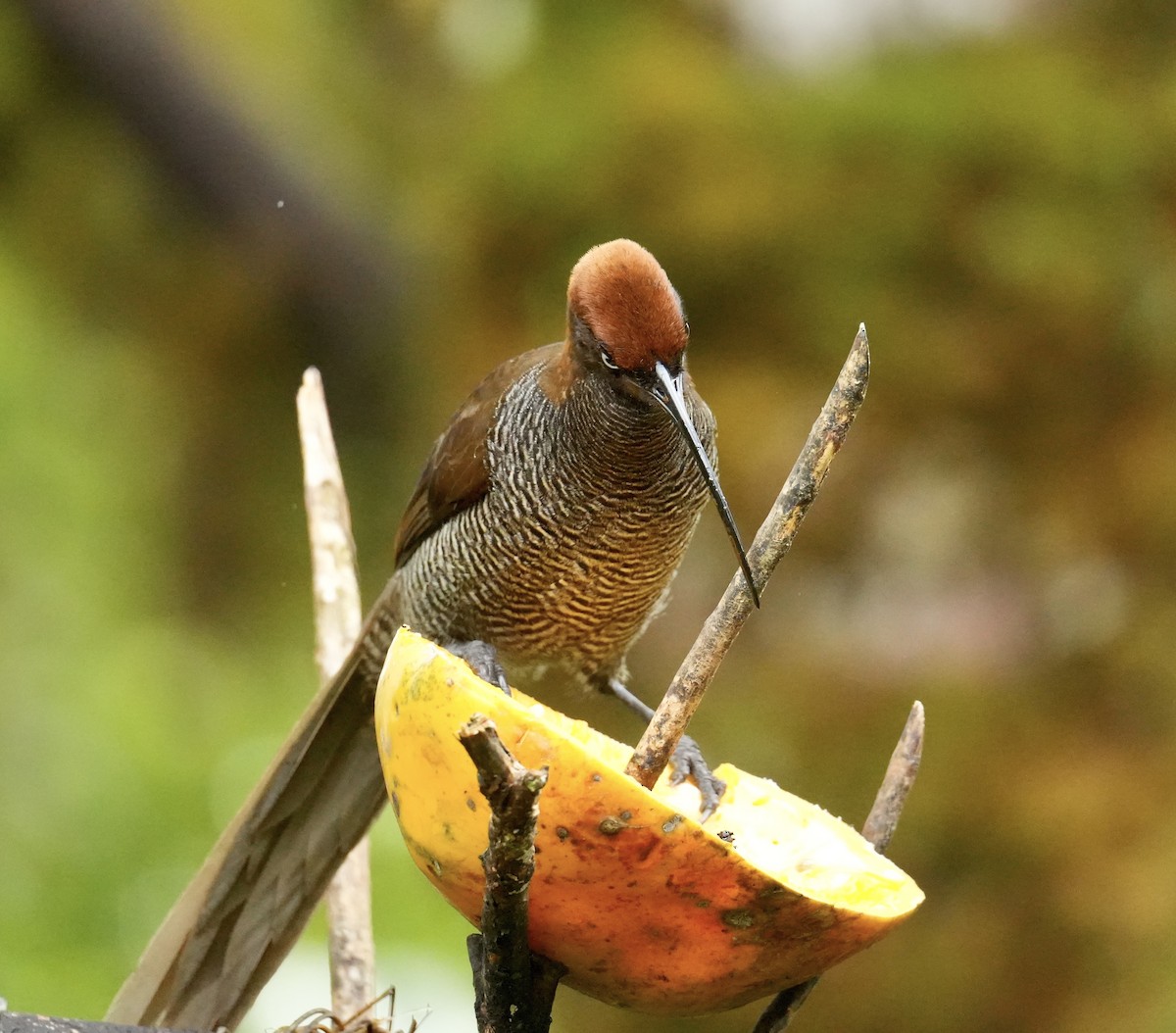 Brown Sicklebill - ML647067006