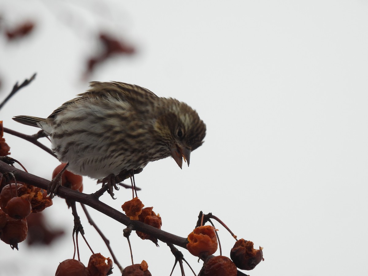 Cassin's Finch - ML647067008
