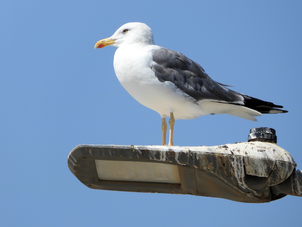 Gaviota Sombría - ML647067009