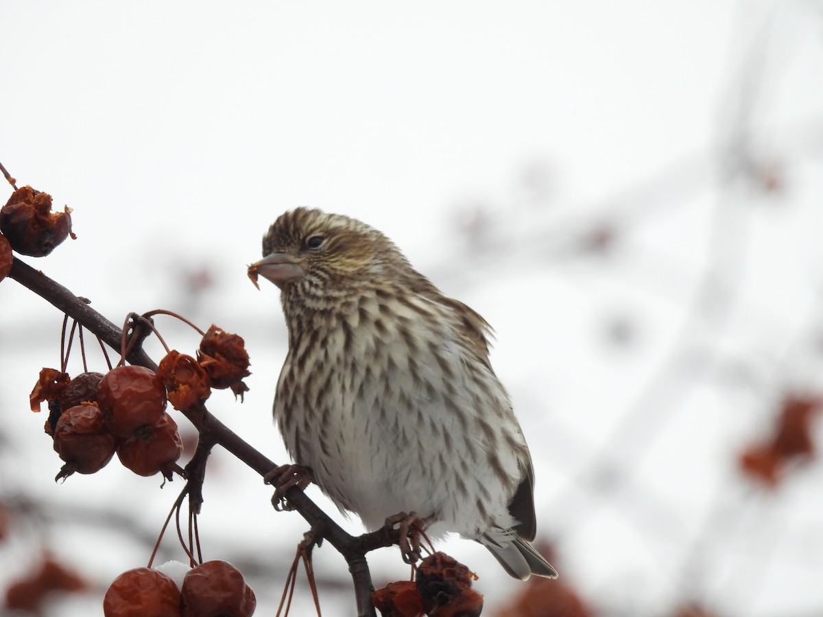 Cassin's Finch - ML647067010