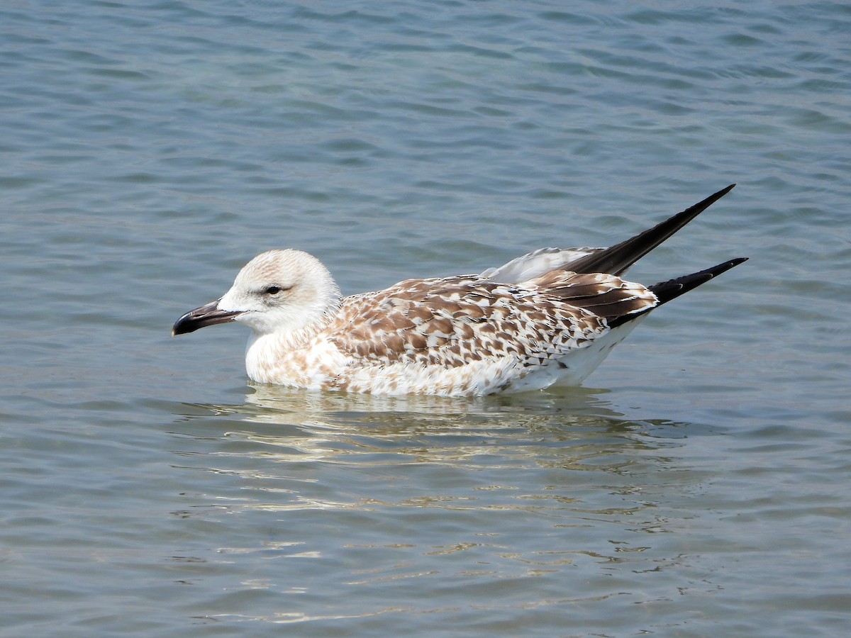 Gaviota Sombría - ML647067012