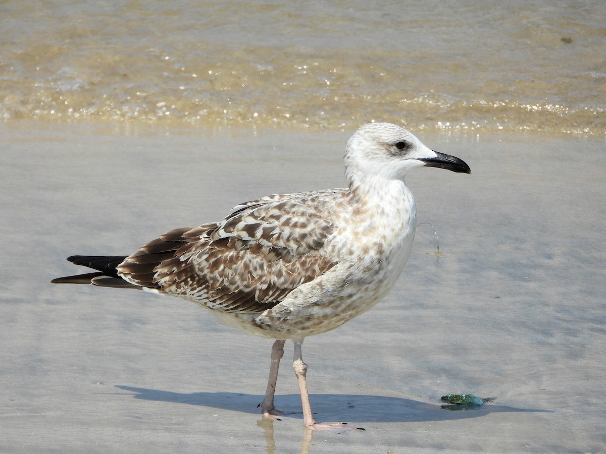 Gaviota Sombría - ML647067013