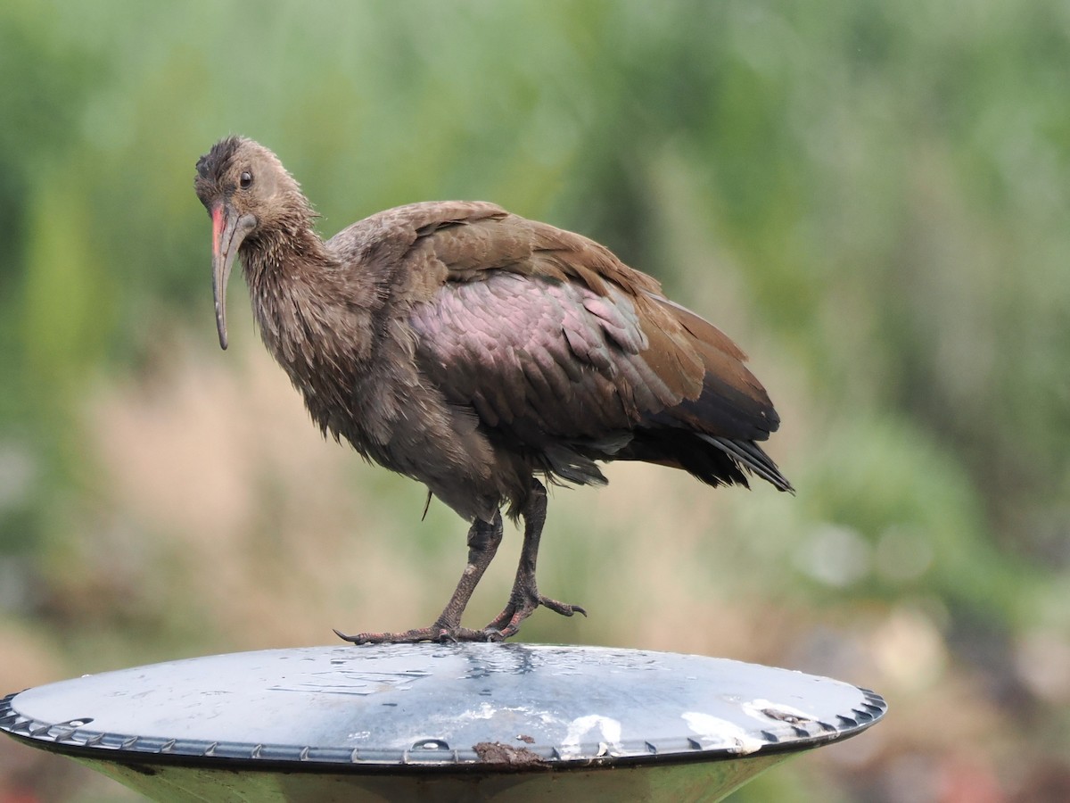 Хагедаш - ML647067014