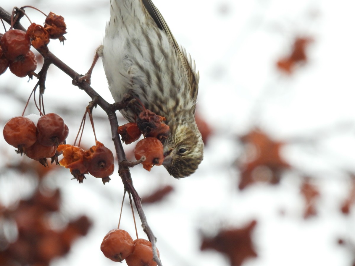 Cassin's Finch - ML647067032