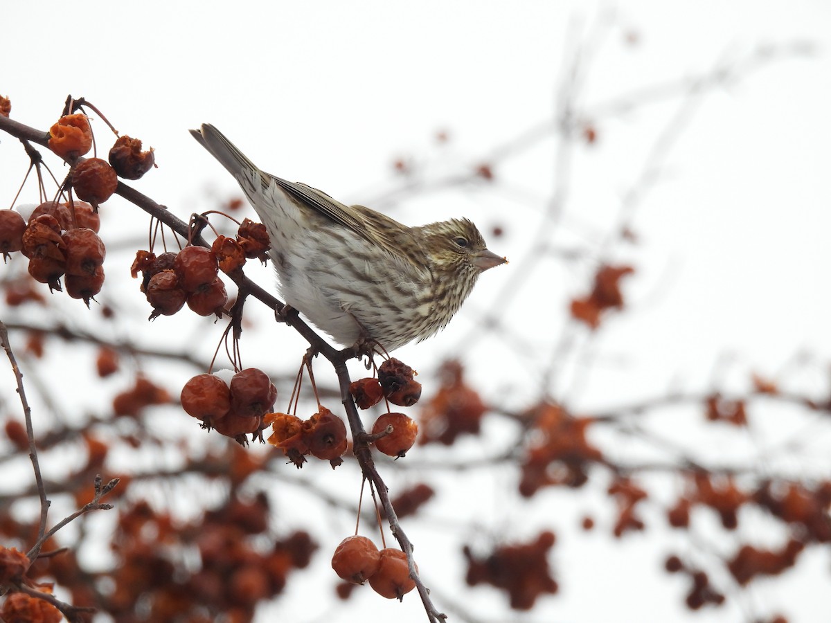 Cassin's Finch - ML647067036