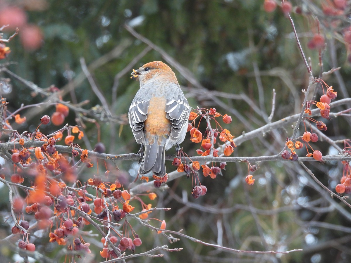 Pine Grosbeak - ML647067041