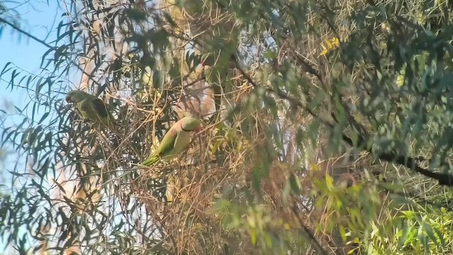 İskender Papağanı - ML647067042