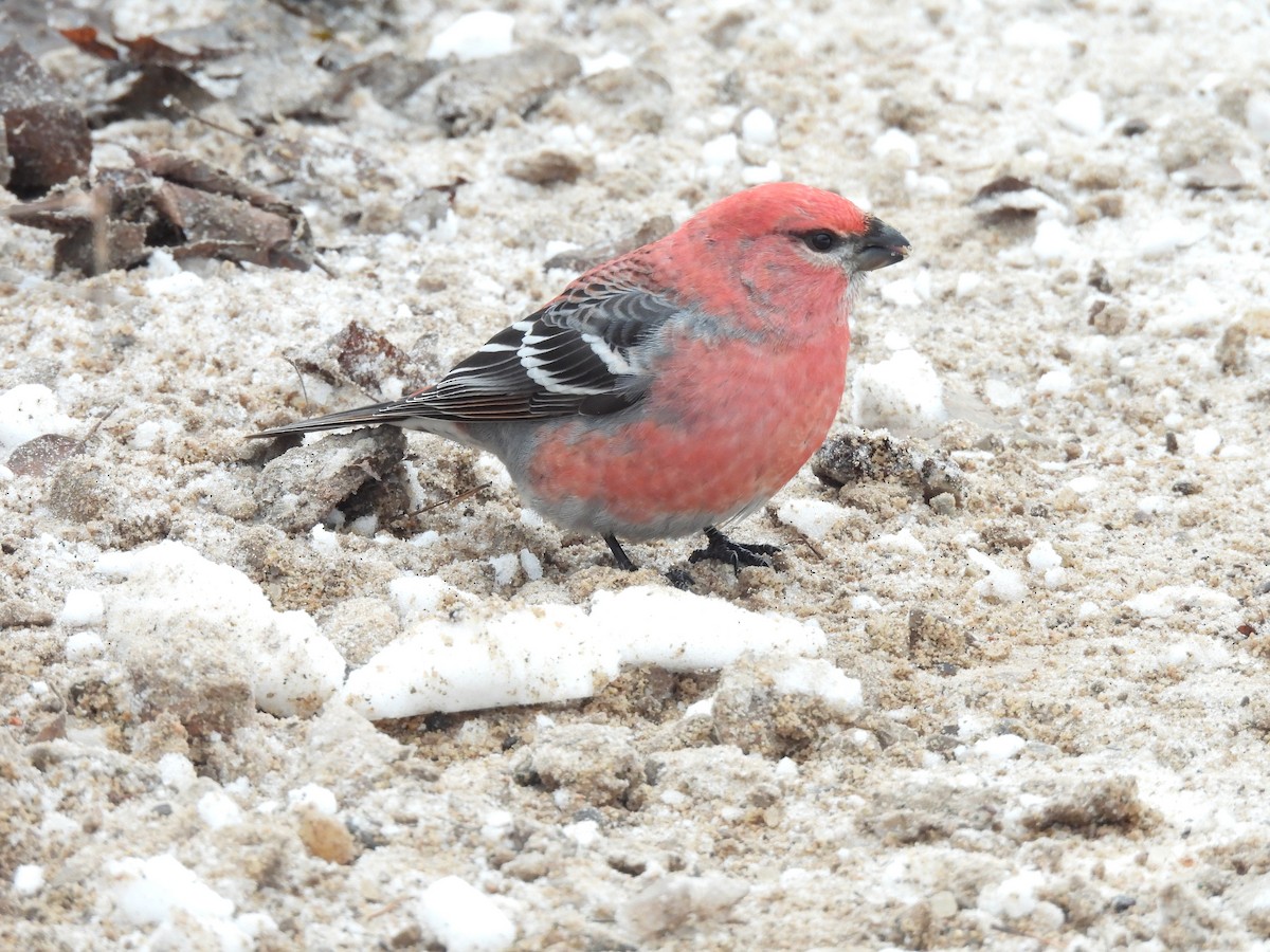 Pine Grosbeak - ML647067045