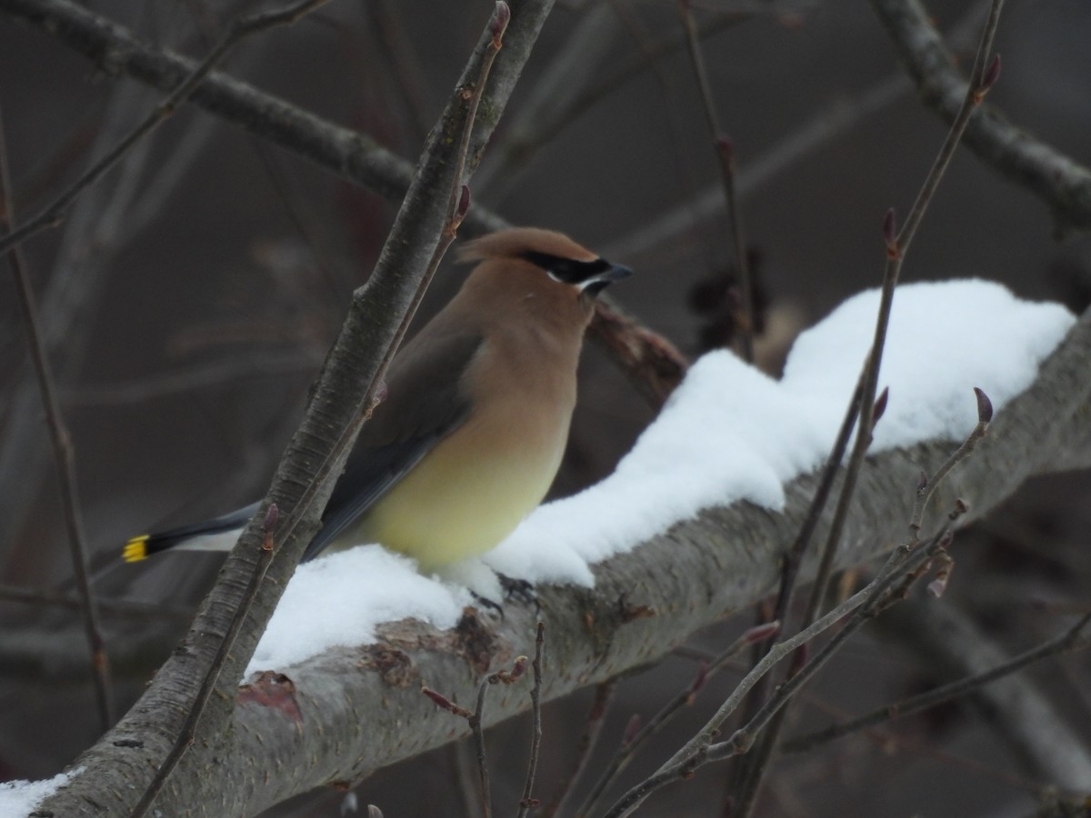 Cedar Waxwing - ML647067049