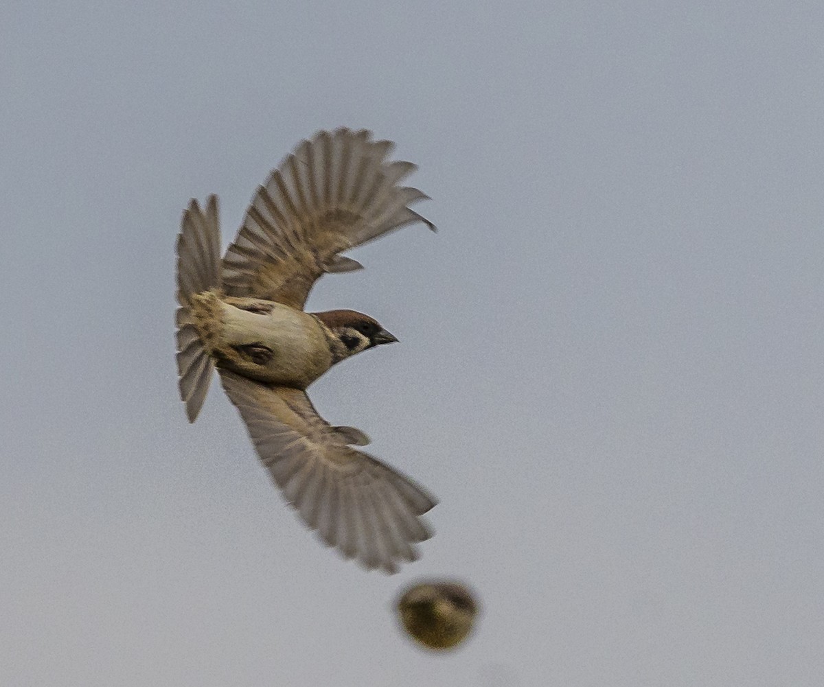 Eurasian Tree Sparrow - ML647067052