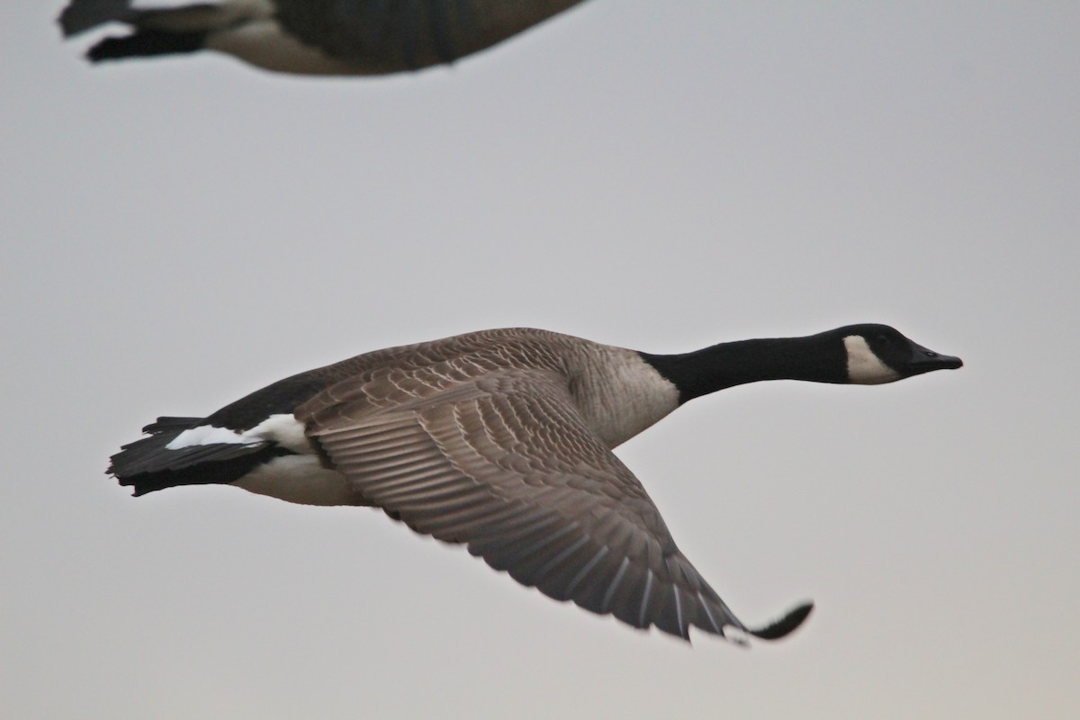 Canada Goose - ML647067053