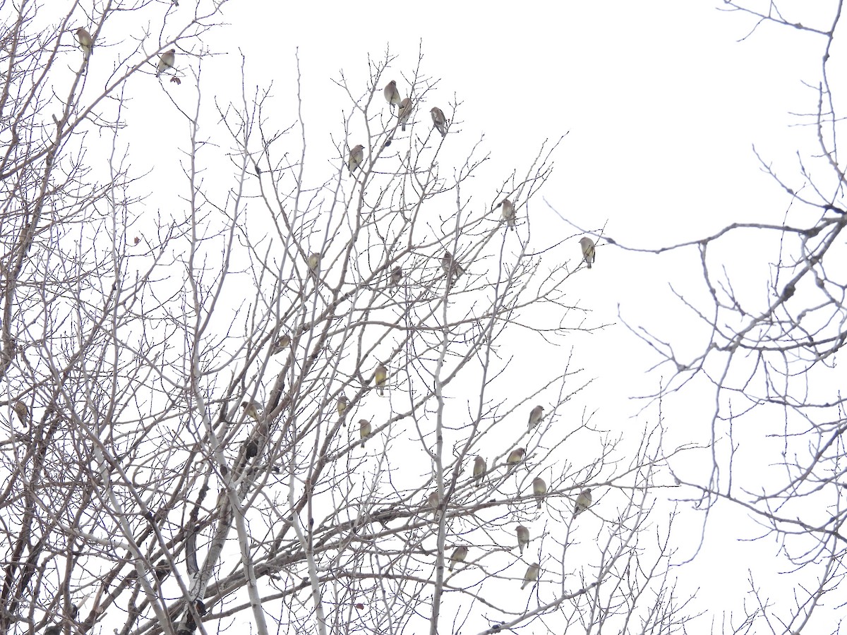 Cedar Waxwing - ML647067055