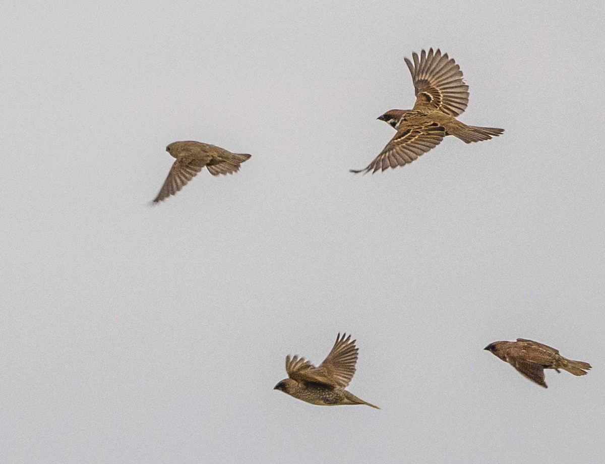 Eurasian Tree Sparrow - ML647067056