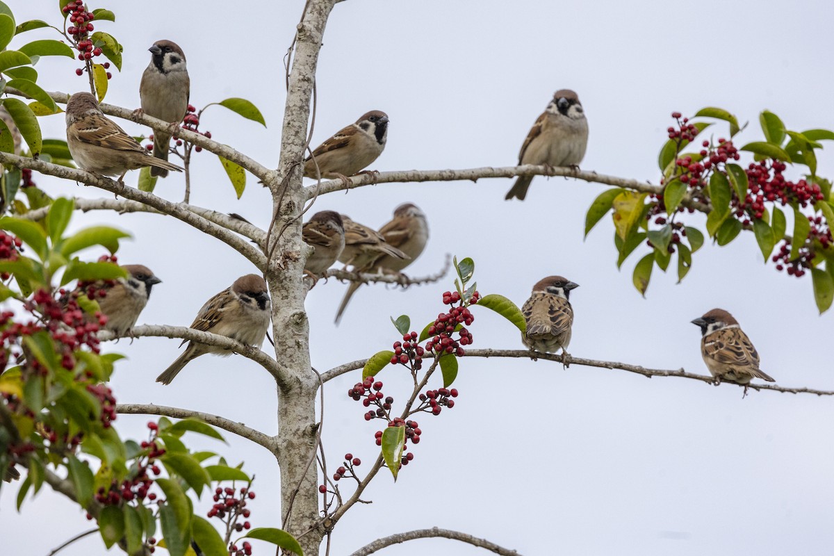 Eurasian Tree Sparrow - ML647067059