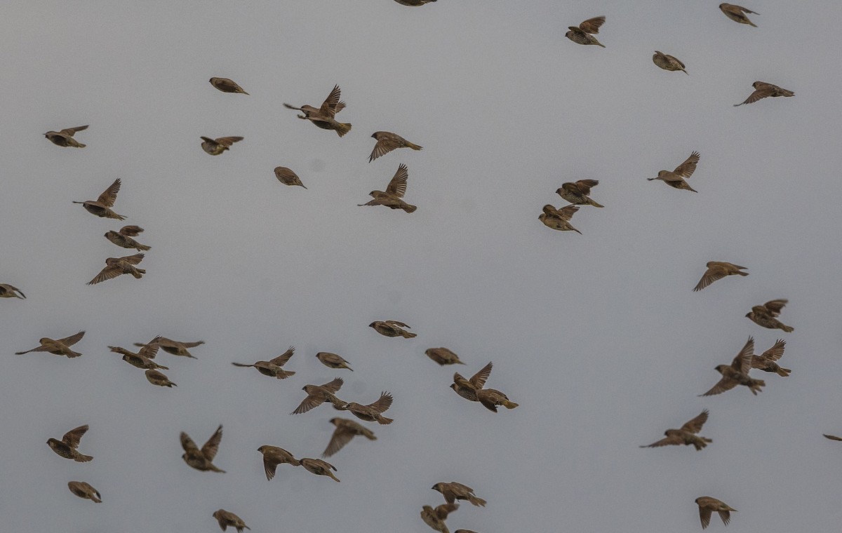 Scaly-breasted Munia - ML647067063