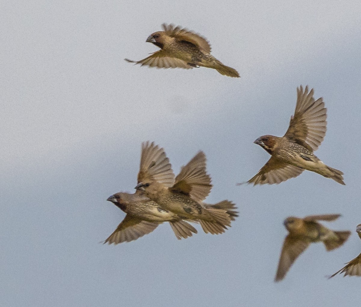 Scaly-breasted Munia - ML647067066
