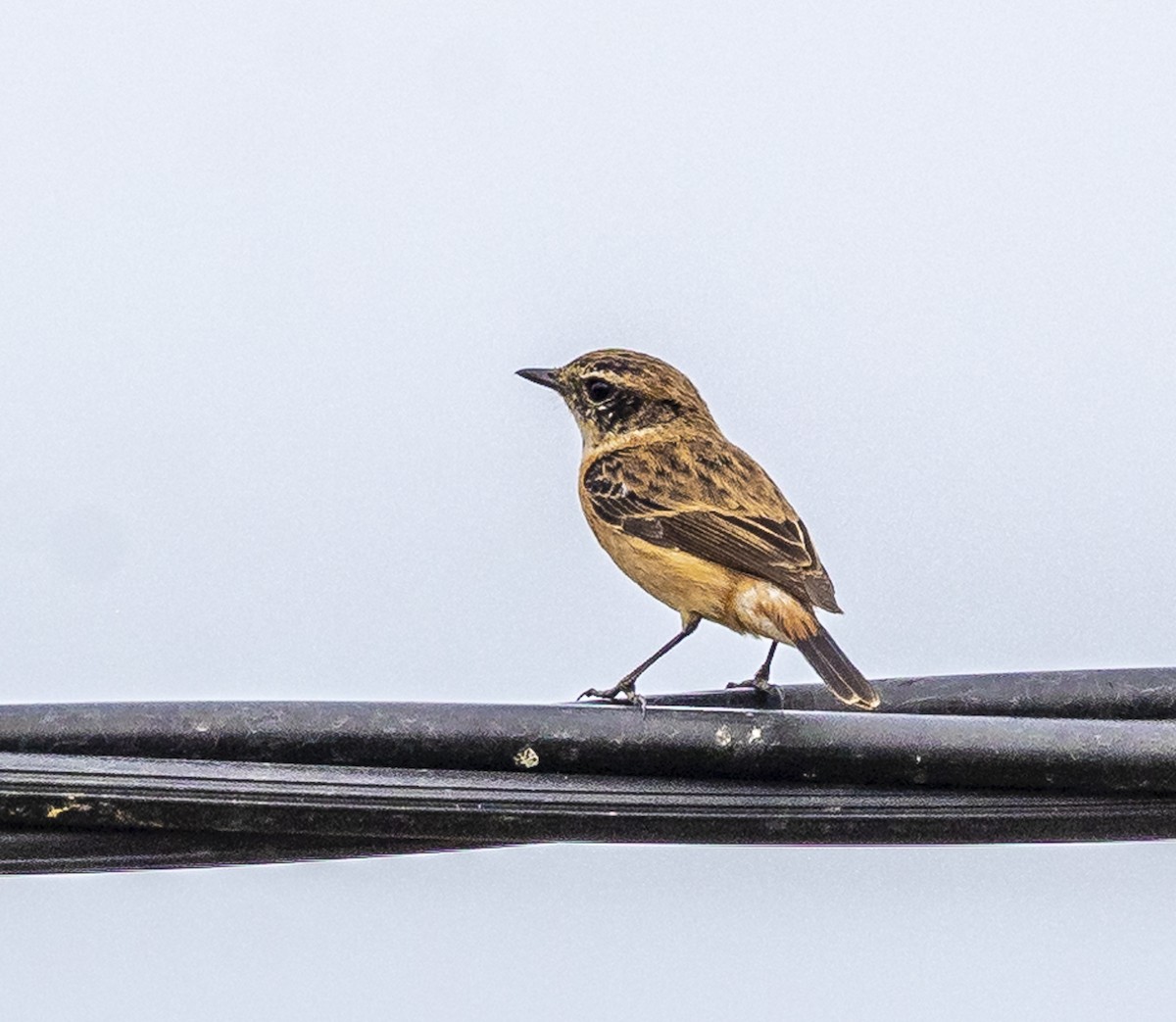 Amur Stonechat - ML647067074