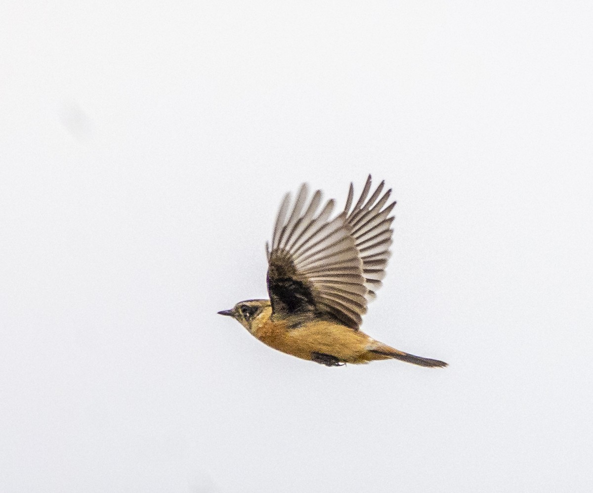Amur Stonechat - ML647067076