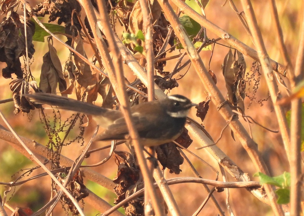 Spot-breasted Fantail - ML647067078