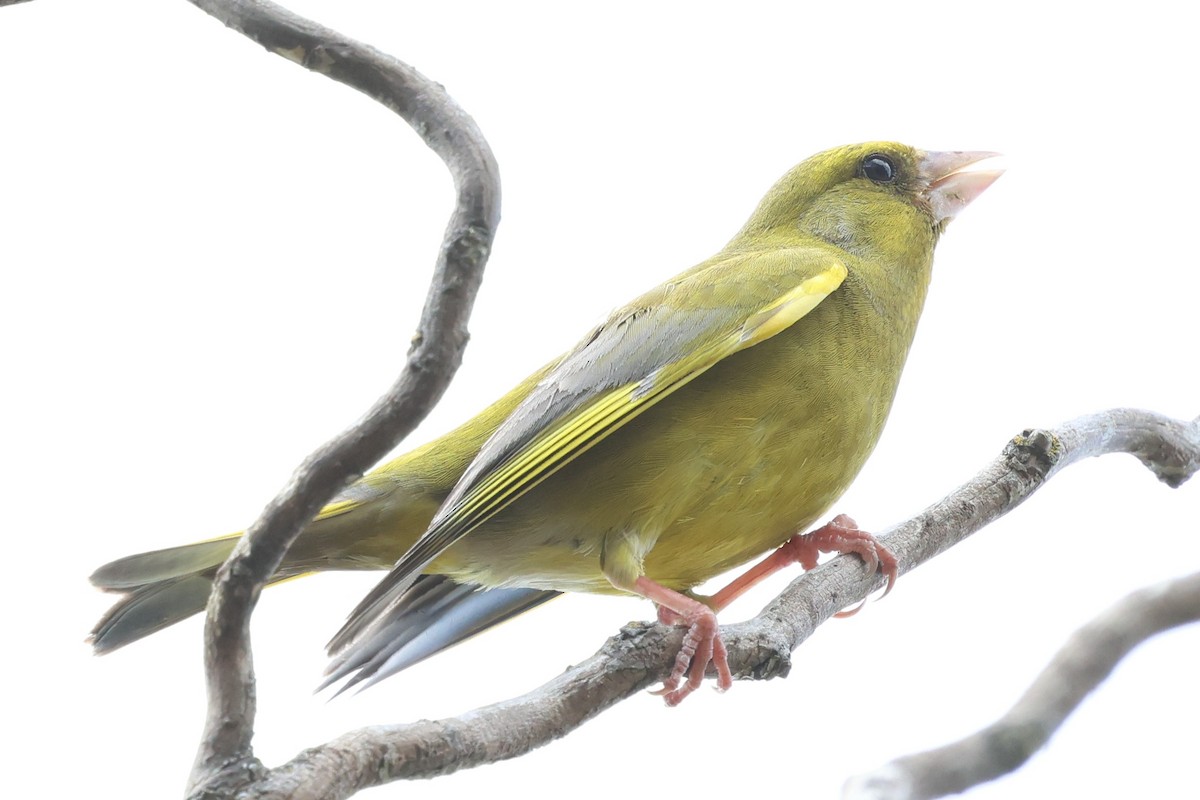 ירקון - ML647067079
