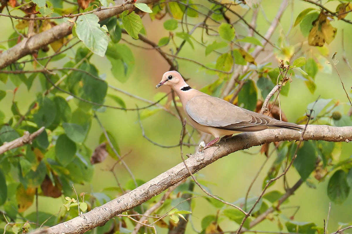 Vinaceous Dove - ML647067081