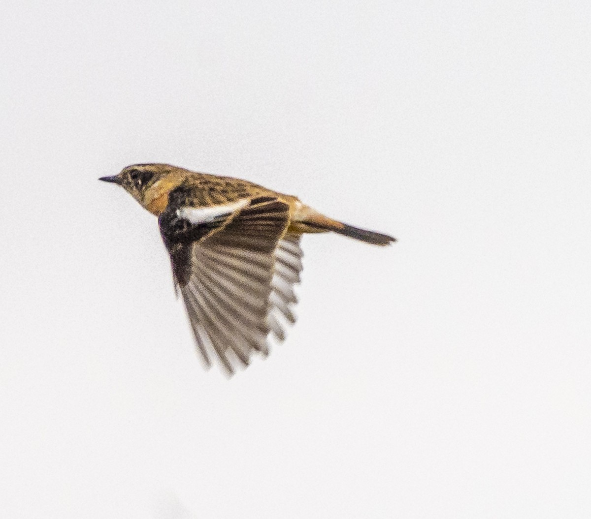 Amur Stonechat - ML647067083
