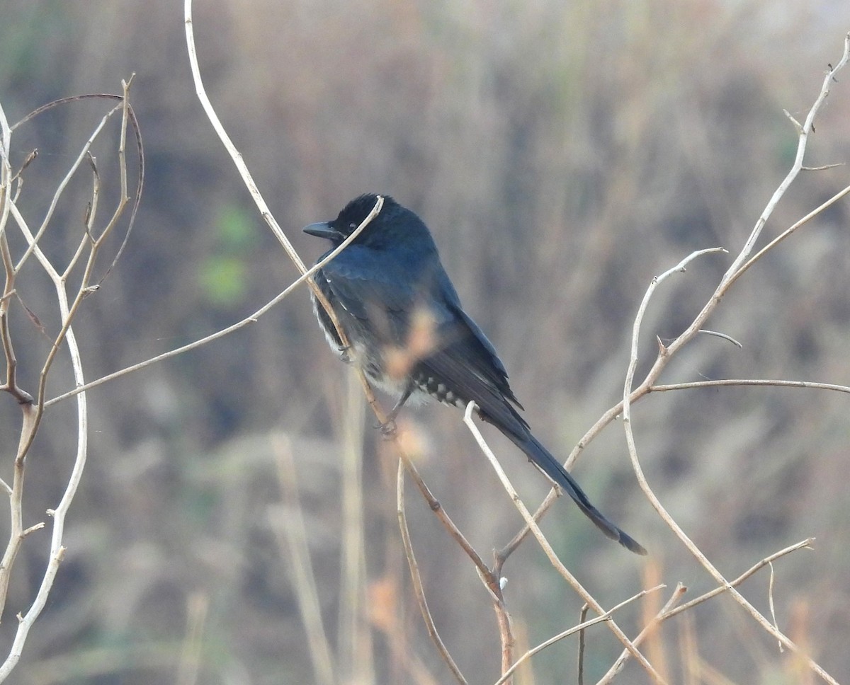 Black Drongo - ML647067090