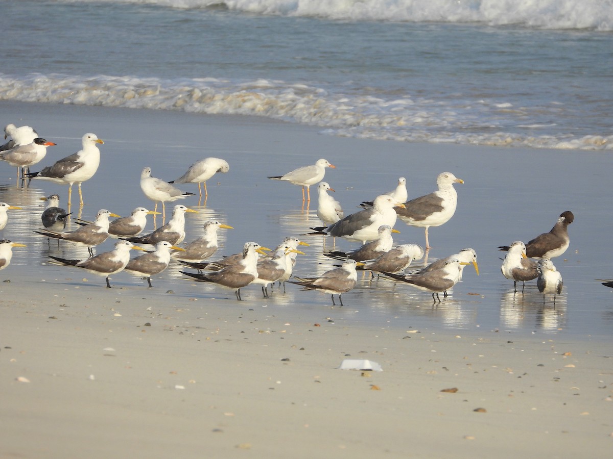 Lesser Black-backed Gull - ML647067091